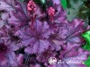Alūnė ,Forever Purple' (lot. Heuchera) Alūnė ,Forever Purple' (lot. Heuchera)